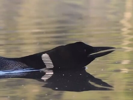 Female Loon Scolds Predator While Feeding Her Chicks