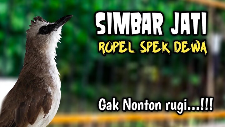 TRUCUKAN BISU LANGSUNG GACOR DENGAR ROPEL SIMBAR JATI‼️ROPEL SUPER PANJANG