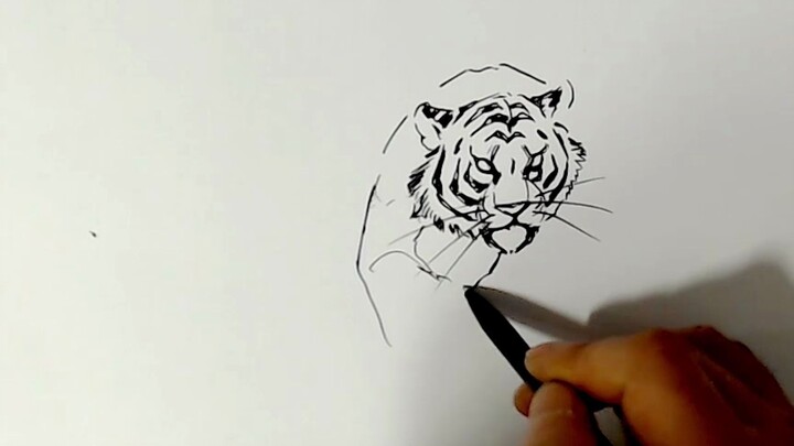 【วิดีโอต้นฉบับ】 วิธีการวาดเสือในเส้นสีขาว (กลาง) _วิดีโอต้นฉบับของอาจารย์ของฉัน