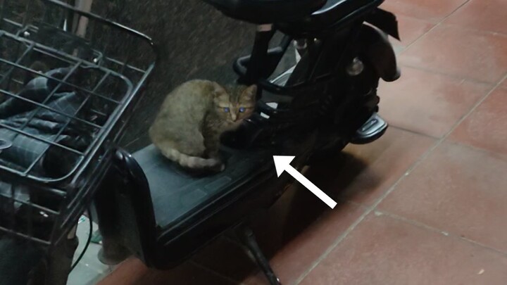 Con mèo hoang thông minh quá! Hôm nay hơi lạnh, vậy mà nó còn nằm lên xe điện của người ta để sưởi ấ