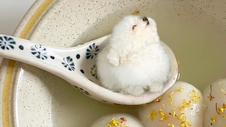 《🐶 Tiểu Tị cắn một miếng là hết》