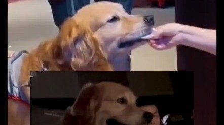 Người đàn ông dắt chú chó cùng xem phim “Hachiko: Chú chó biết đợi”, nhân viên nói: “Chú chó rất ngo