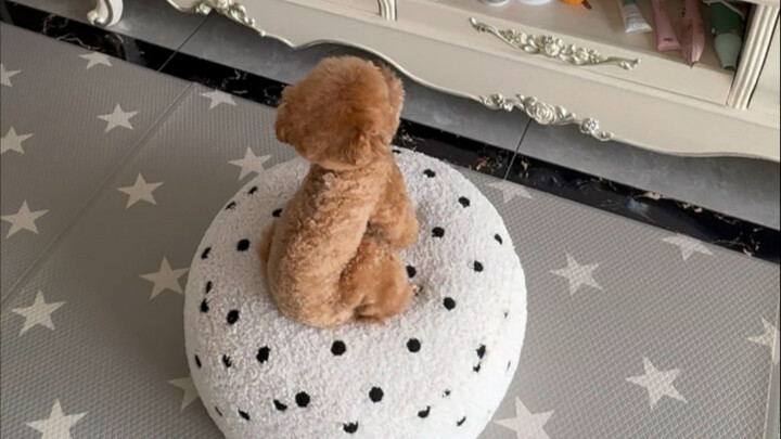 Chú chó: “Tôi cứ đứng đây đợi, xem cậu còn mặt mũi mà ngủ nữa không!”