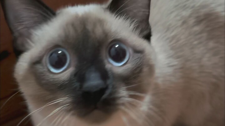 หลังอาบน้ำเสร็จ แมวจำฉันไม่ได้แล้ว!