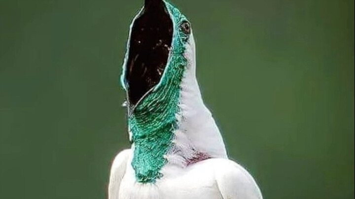 Bellbird: I wanna sing this song to you, with the loudest voice in the world!