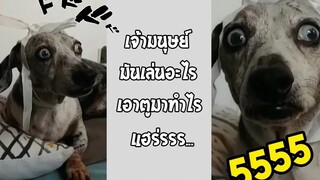 คลิปฮาๆ ที่ต้องเซฟเก็บไว้ดู เห็นหน้าน้องแล้วสงสาร... #รวมคลิปฮาพากย์ไทย