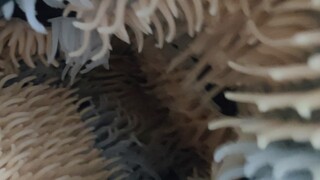 从零开始搓触手服4