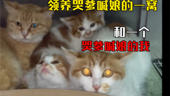 Adopting a litter that cries its head off—and me, who’s crying just as loud!