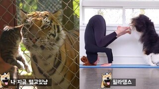 ปฏิกิริยาของแมวเมื่อเห็นเสือครั้งแรกในชีวิต Funny animal meme