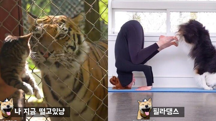 ปฏิกิริยาของแมวเมื่อเห็นเสือครั้งแรกในชีวิต Funny animal meme