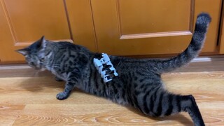 Chú mèo nhỏ bị phong ấn bởi kẹp cá mập