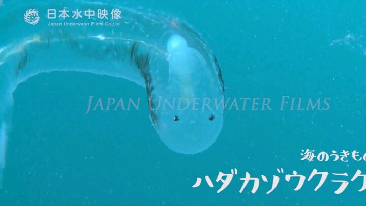 Makhluk kecil yang super imut dari keluarga Pterotracheidae | Pterotracheidae