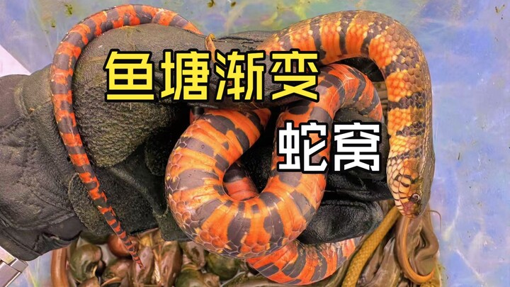 Yu Daqiang almost ate poop, but it was a close call with no real harm done.