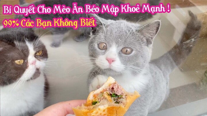 Bí Quyết Cho Mèo Ăn Để Béo Ú Cute Khoẻ Mạnh 99% Các Bạn Không Biết