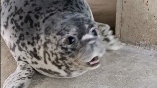 海豹原来是这样叫的？