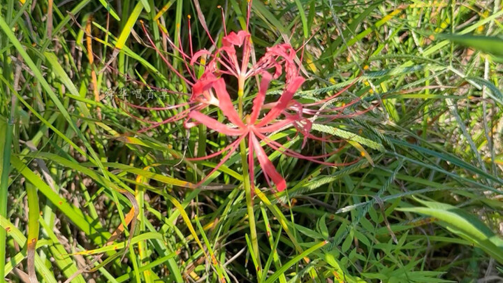 Spider Lily