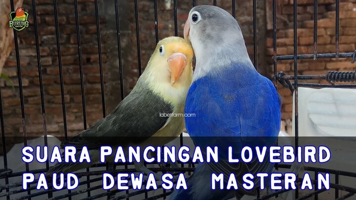 Suara Pancingan Lovebird, bisa untuk PAUD, bisa untuk MASTERAN