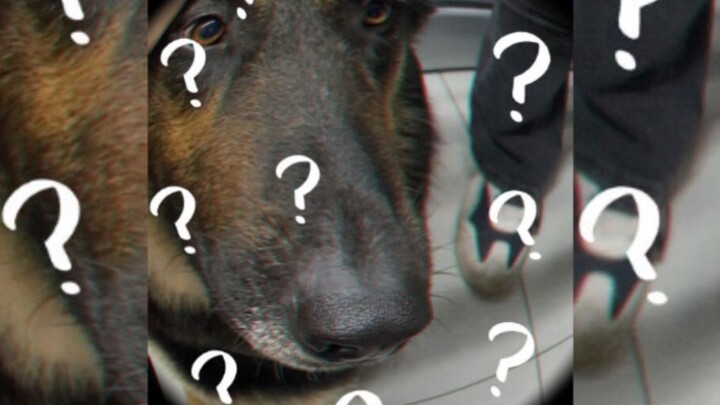 撸到警犬大狗狗啦！