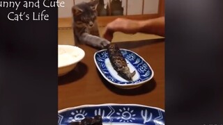 [Animals]Funny and cute cat's life