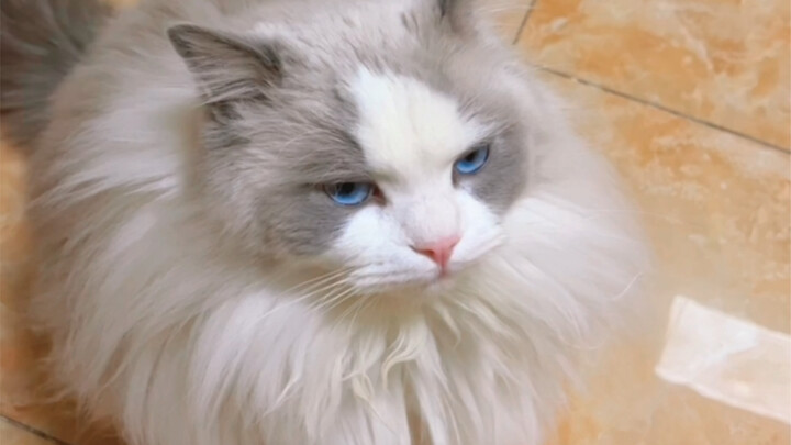 I secretly petted another cat, and now my own cat keeps giving me this look.