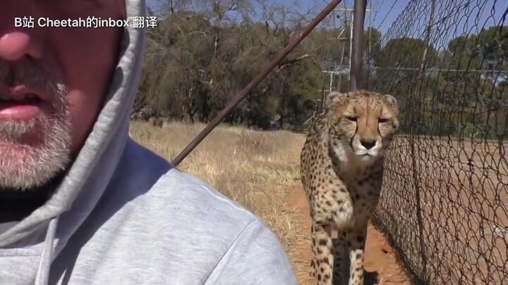 When you turn your back to a cheetah, will they pounce on you? P1