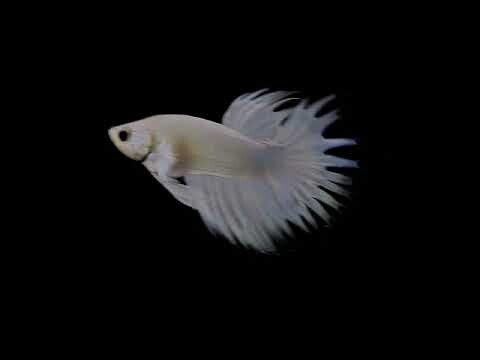 The Dazzling Betta Fish