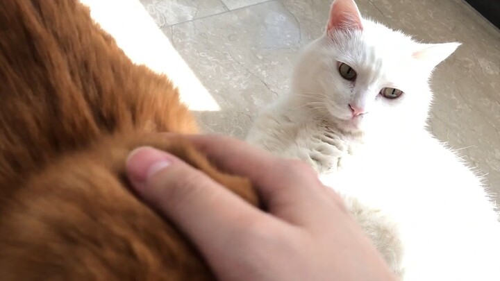 Can cats feel jealousy and anger too? This time, Xiao Mi and Da Mi clearly expressed their emotions.