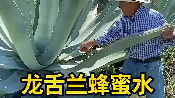 Saya baru tahu sekarang kalau benda ini namanya agave. Dulu waktu kecil saya sering lihat, tapi nama