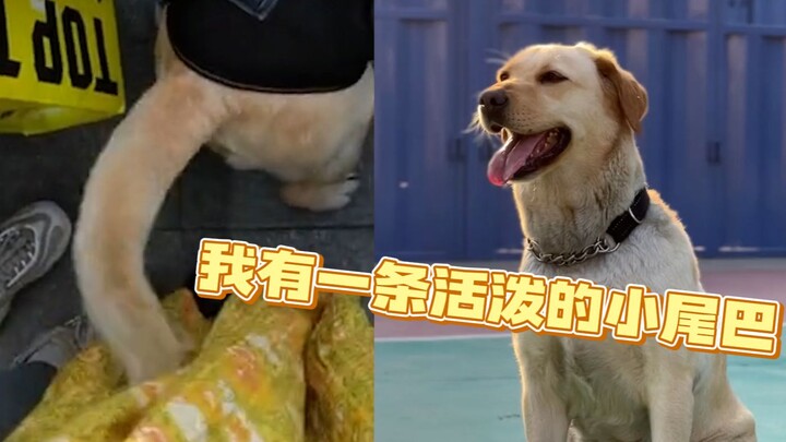 الفتاة الشابة التقت بكلب بوليسي في المركز التجاري، لكن الذيل الصغير ضربها عدة مرات، وفيديو الاعتذار 