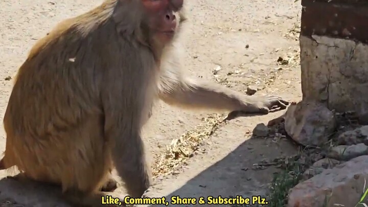 बंदर जो आपको हसा कर लोट पॉट कर दे | Funny Monkey Video | Bandar ki Video | Film