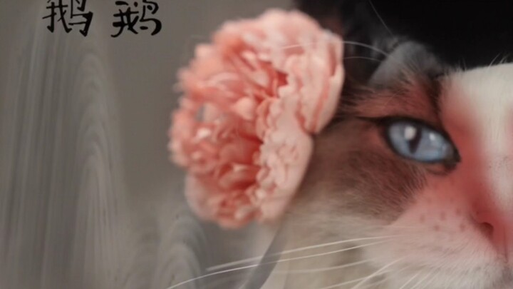 Got a crush on a cat?