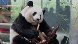 [Animals]Happy daily life of panda Yong Yong