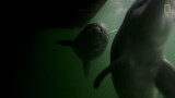 Here's What We Know About Dolphin Intelligence _ National Geographic