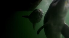 Here's What We Know About Dolphin Intelligence _ National Geographic