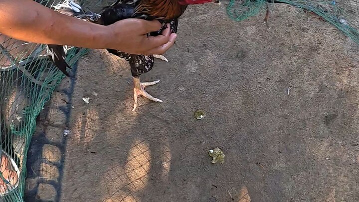 mulawin VS super typhon part 2
