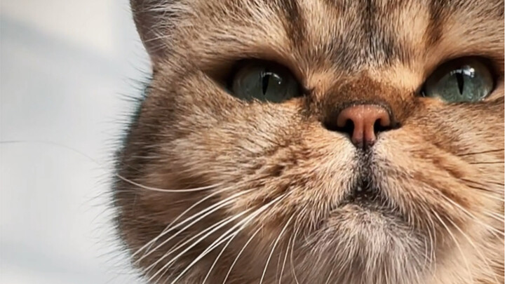 Today’s the cat version of a Tibetan guy! So handsome!!