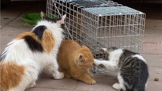 Lại có người đến nhận nuôi mèo con rồi, bé mèo mướp này thì thẳng thừng phớt lờ tôi, tự động chui và