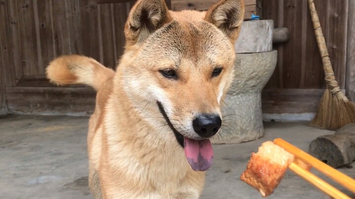 [Farm Dog] Loyal, well-behaved, smart, and highly perceptive—easy to care for. A true Chinese expert
