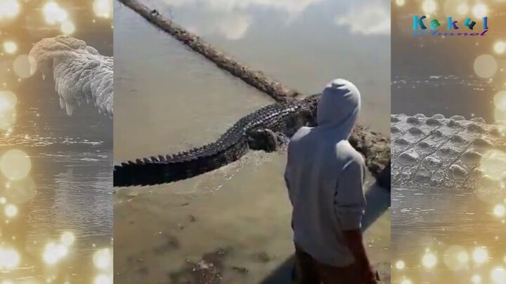 Buaya 4 Meter Naik Ke Pematang Sawah di Kolaka Timur