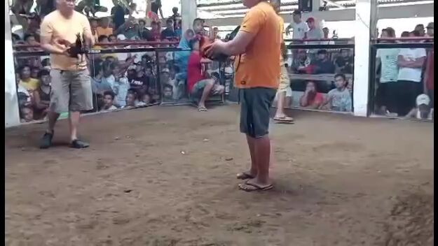 1st fight WIN 2cock derby