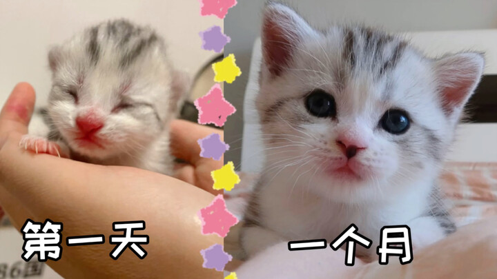 The little milk kitten’s one month is here! From “little old man” to big-eyed cutie—this transformat