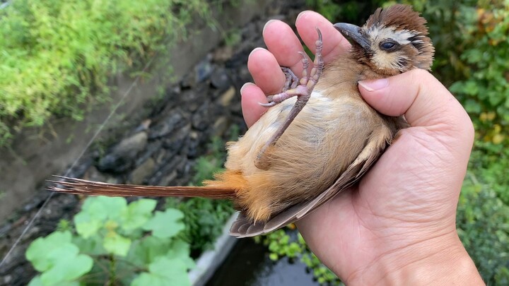 ไม่ได้นวดสักวันจะเป็นไรไหม? นกตัวนี้ชาติที่แล้วไปเกิดเป็นอะไรกันแน่?