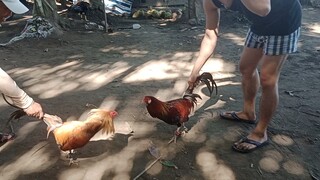 exercise Muna.. native chickens