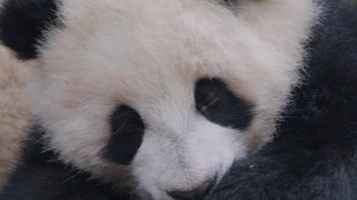 Ternyata di antara panda juga ada yang bertugas jaga, ya~