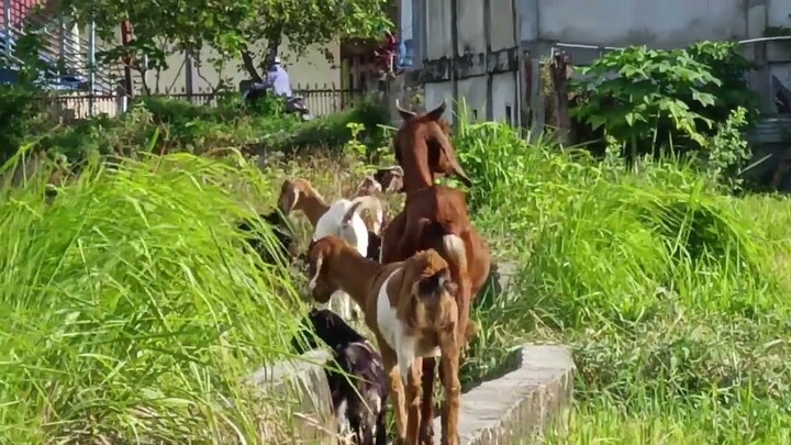 Kambing Lenggak Lenggok