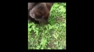 Normal day in russia part 2