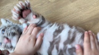 Little White Tiger uses cat litter for the first time