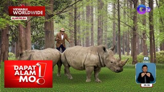 Mga babaeng rhinos, bakit 24 oras na binabantayan? | Dapat Alam Mo!
