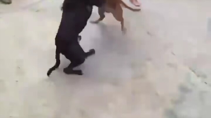 Chó lớn chó lớn giao giao giao