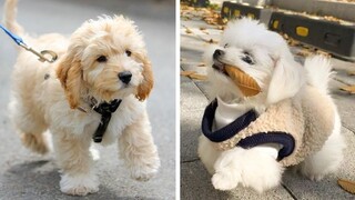 These Puppies Are So Adorable!😋 See What They Are Doing 😍😋| Cute Puppies